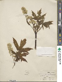 Acer macrophyllum image