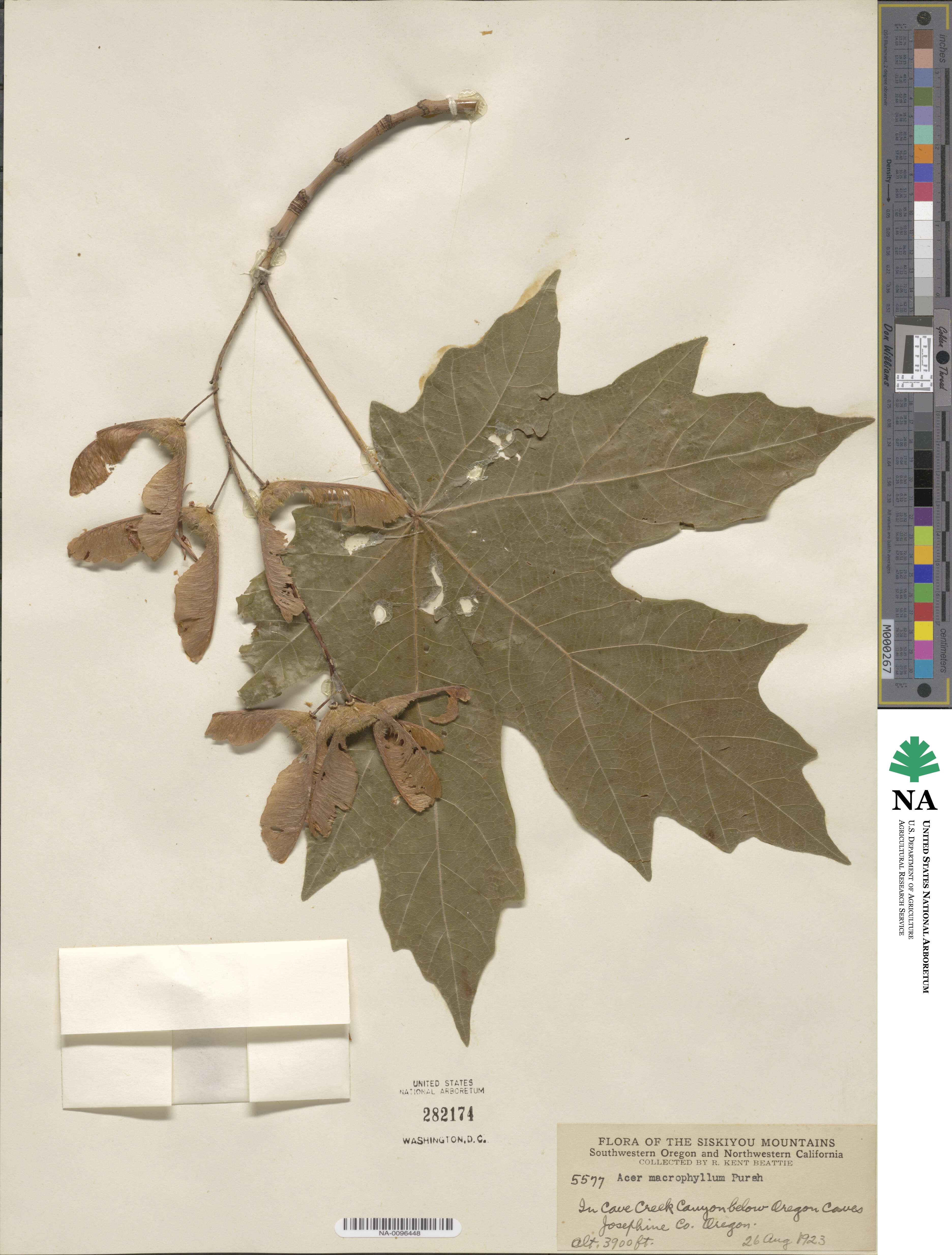 Acer macrophyllum image