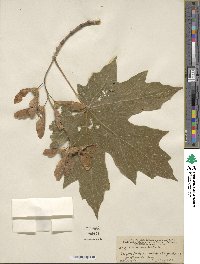 Acer macrophyllum image