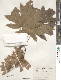 Acer macrophyllum image