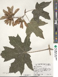 Acer macrophyllum image