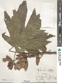 Acer macrophyllum image