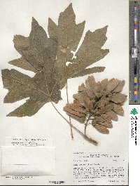 Acer macrophyllum image