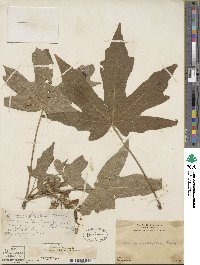 Acer macrophyllum image