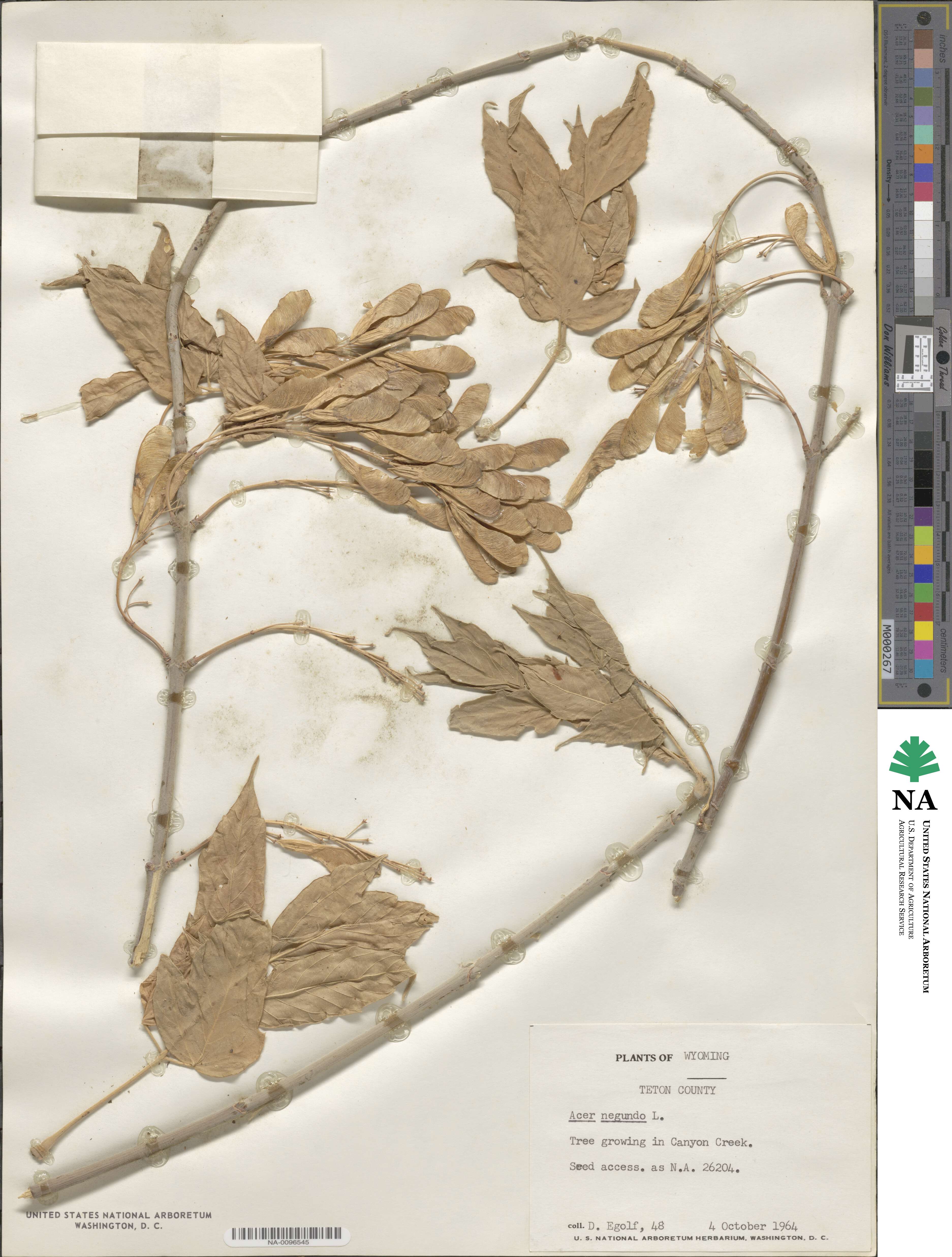 Acer negundo image