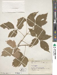 Acer negundo image