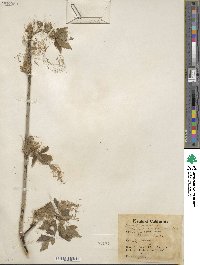 Acer negundo var. californicum image