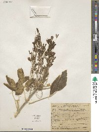 Acer negundo var. californicum image