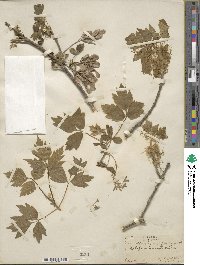 Acer negundo var. californicum image