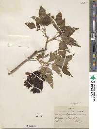 Acer negundo var. californicum image