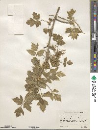 Acer negundo var. californicum image