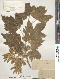 Acer negundo var. californicum image