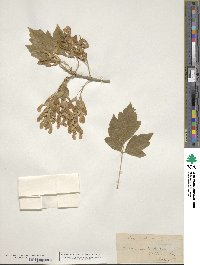 Acer negundo var. californicum image