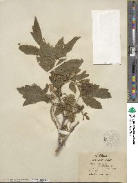 Acer negundo var. californicum image