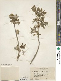 Acer negundo var. californicum image