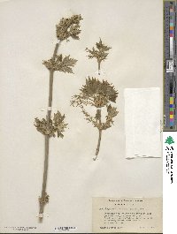 Acer negundo var. californicum image