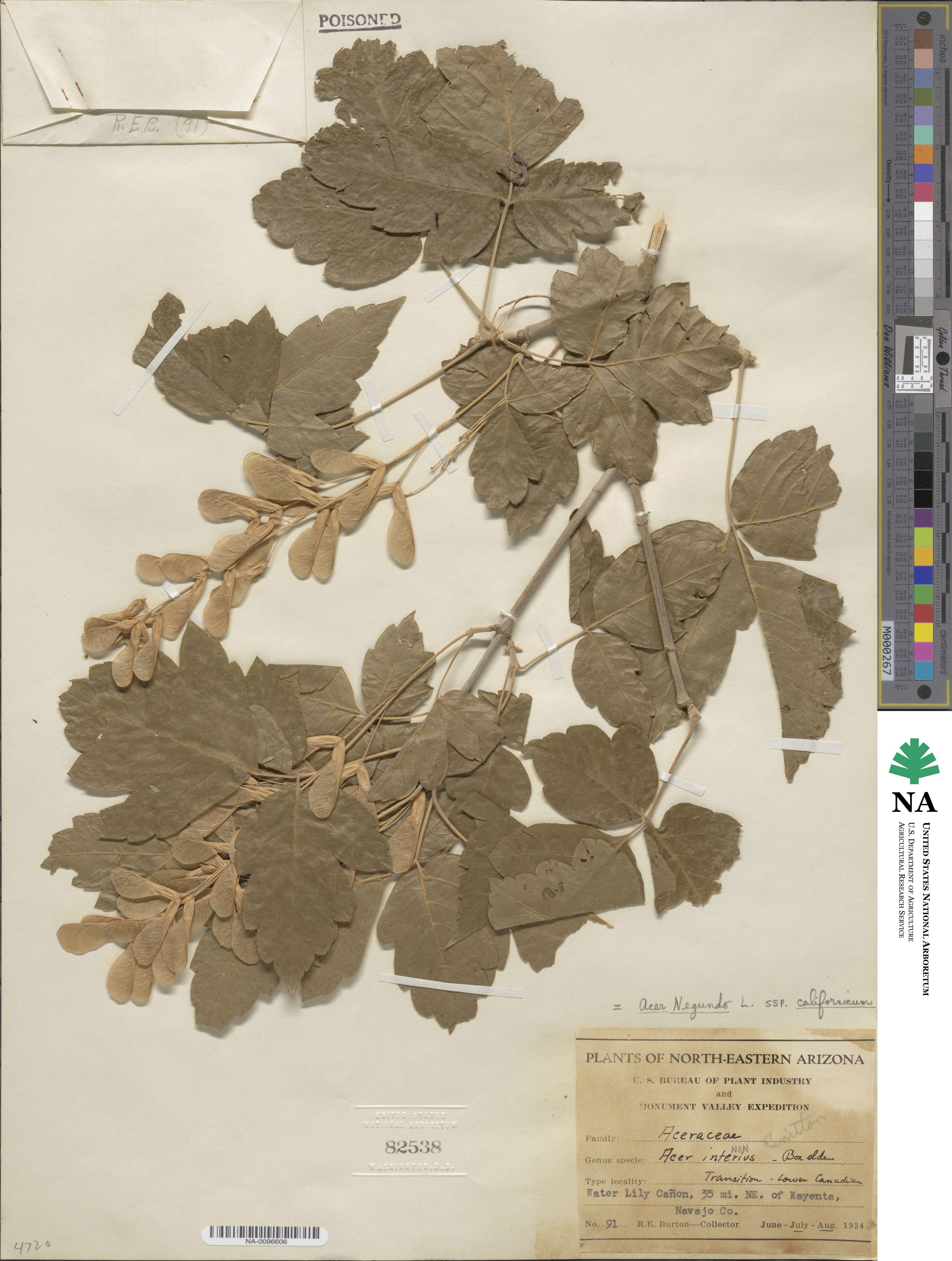 Acer negundo var. californicum image