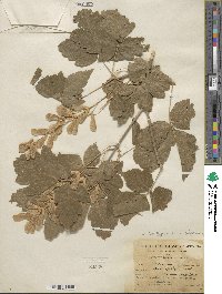 Acer negundo var. californicum image