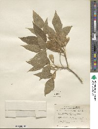 Acer negundo subsp. interius image