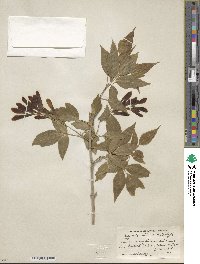 Acer negundo subsp. interius image