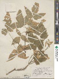 Acer negundo subsp. interius image