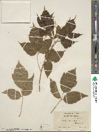 Acer negundo subsp. interius image