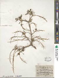 Acer negundo subsp. interius image