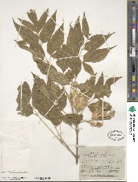 Acer negundo subsp. interius image