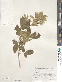 Acer negundo subsp. interius image