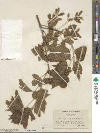 Acer negundo subsp. interius image