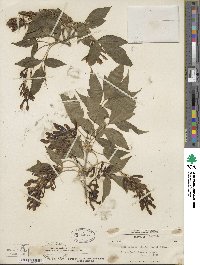 Acer negundo subsp. interius image