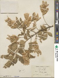 Acer negundo subsp. interius image