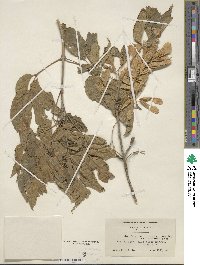 Acer negundo subsp. interius image