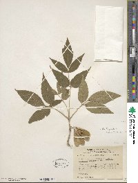 Acer negundo subsp. interius image