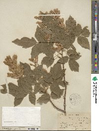 Acer negundo subsp. interius image