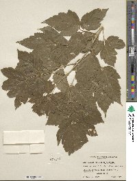 Acer negundo subsp. interius image