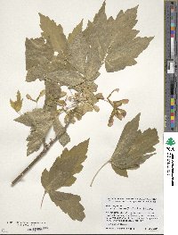 Acer negundo subsp. interius image