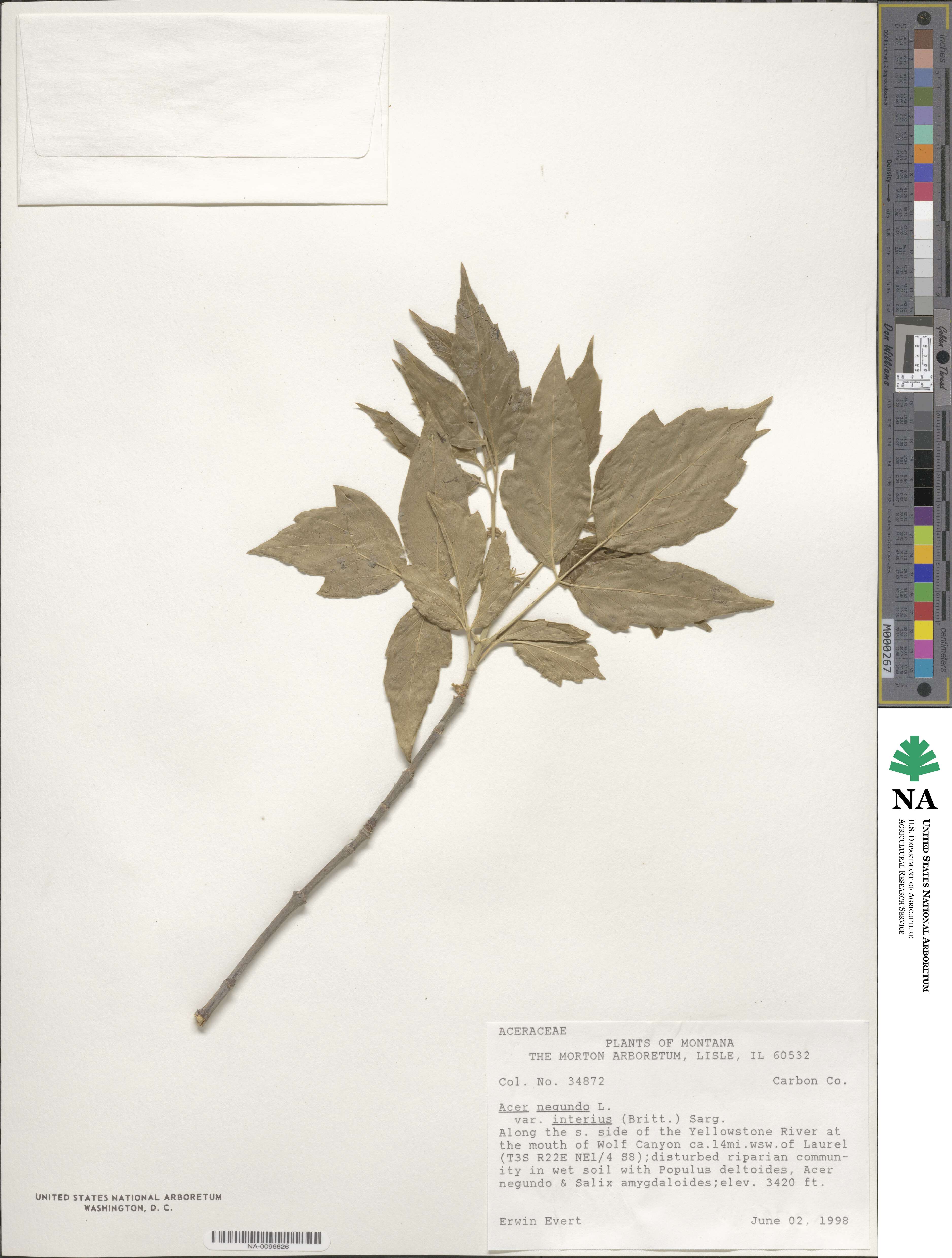 Acer negundo subsp. interius image