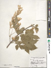 Acer negundo subsp. interius image