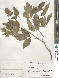 Acer negundo subsp. interius image