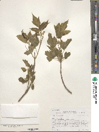 Acer negundo subsp. interius image