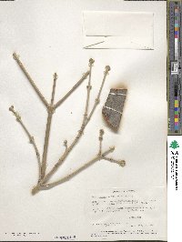 Acer negundo subsp. interius image