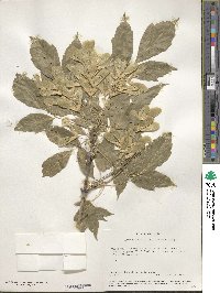 Acer negundo subsp. interius image