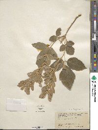 Acer negundo subsp. interius image