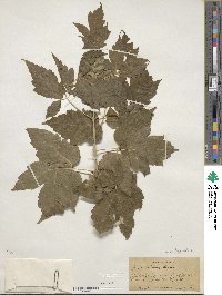 Acer negundo subsp. interius image