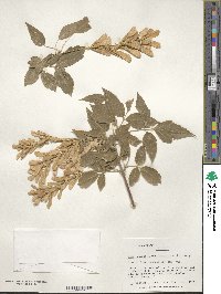 Acer negundo subsp. interius image