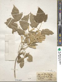 Acer negundo subsp. interius image