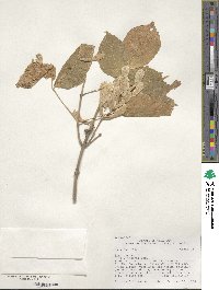 Acer negundo var. texanum image