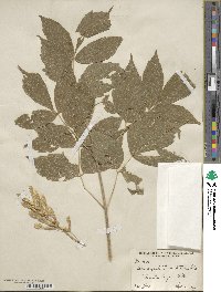 Acer negundo var. texanum image