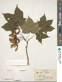 Acer nigrum image